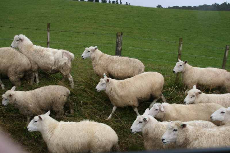 Nieuw-Zeeland 2011 - 1901